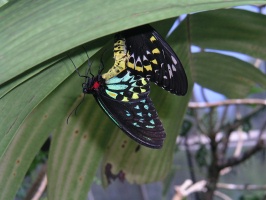 Two colorful butterflies at Butterfly Sanctuary in Kuranda AU 7-4-03