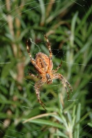 Large brown spider at Sandringham home in Moraga-7 9-19-04