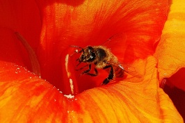 Bee in orange flower at Via Conquistador home in Carlsbad-1-2 7-24-06