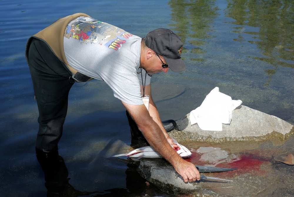 Steve cleaning fish in Lake Mary at Mammoth-3 8-1-06