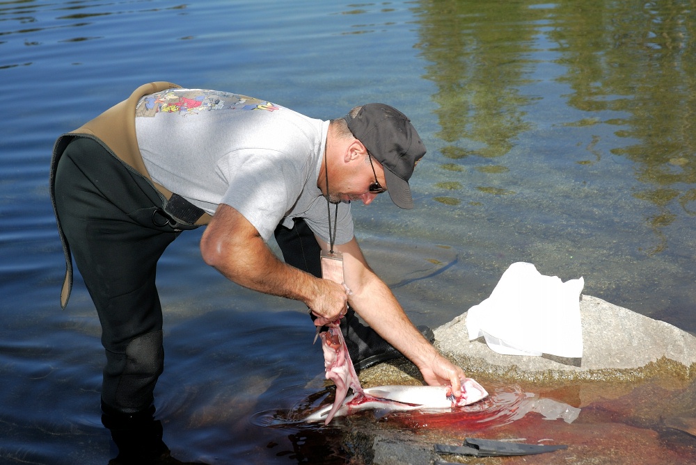 Steve cleaning fish in Lake Mary at Mammoth-4 8-1-06