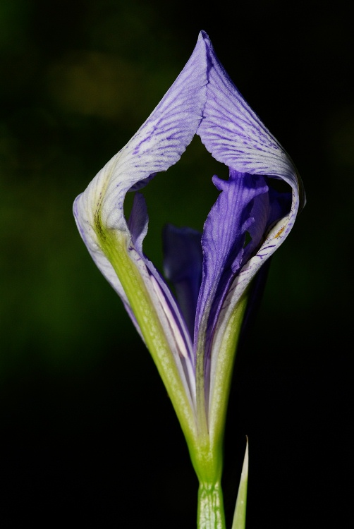 Wild Lily near Lake Mary at Mammoth-2 7-31-06