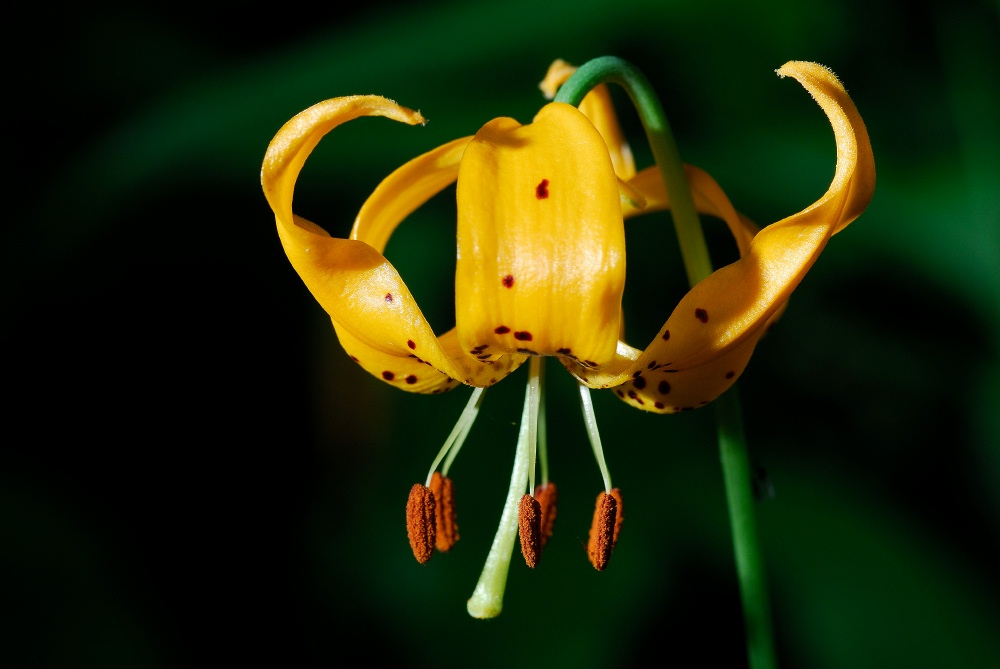 Tiger Lily Columbine flower at Mary Lake at Mammoth-5 7-31-06