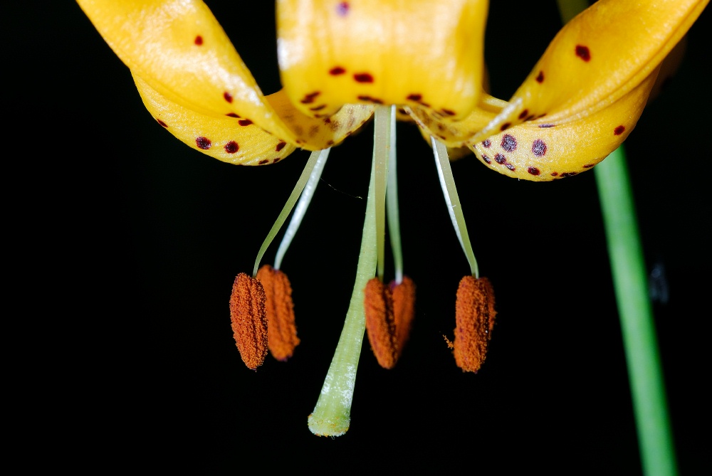 Tiger Lily Columbine flower at Mary Lake at Mammoth-6 7-31-06