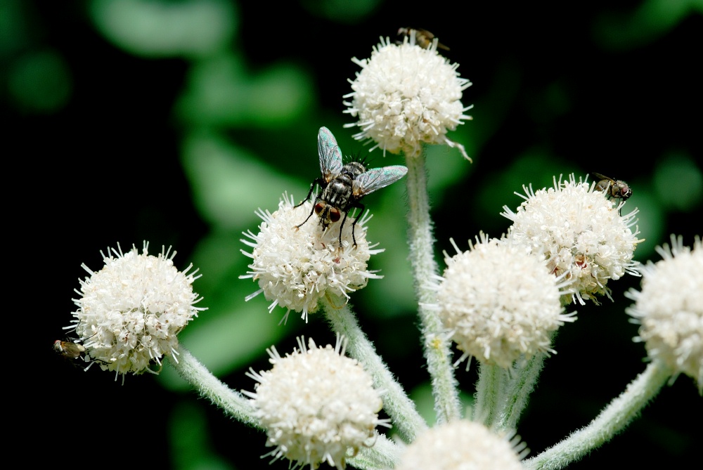 Fly on Rangers Button flower near Lake Mary at Mammoth-1 7-31-06