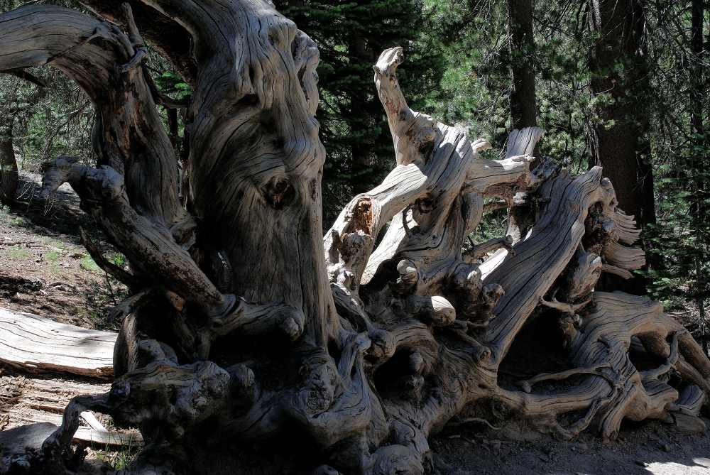 Knarled tree at Devils Postpile at Mammoth-2 8-1-06