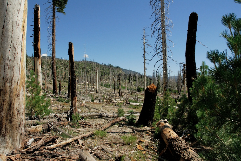 Fire damaged area near Rainbow Falls at Mammoth-2 8-1-06