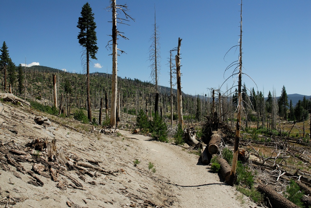 Fire damaged area near Rainbow Falls at Mammoth-1 8-1-06