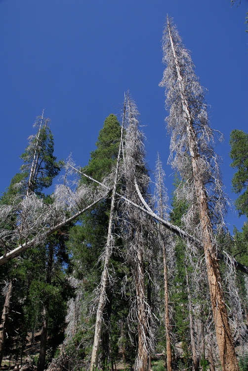 Dead pine trees near Devils Postpile at Mammoth-2 8-1-06