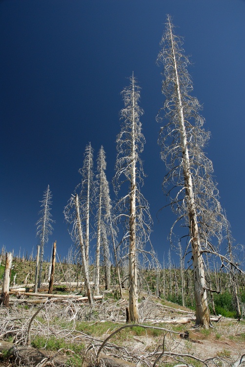 Fire damaged area near Rainbow Falls at Mammoth-4 8-1-06