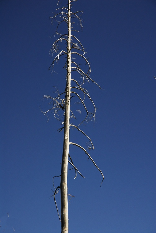 Dead pine and the moon near Rainbow Falls at Mammoth-2 8-1-06