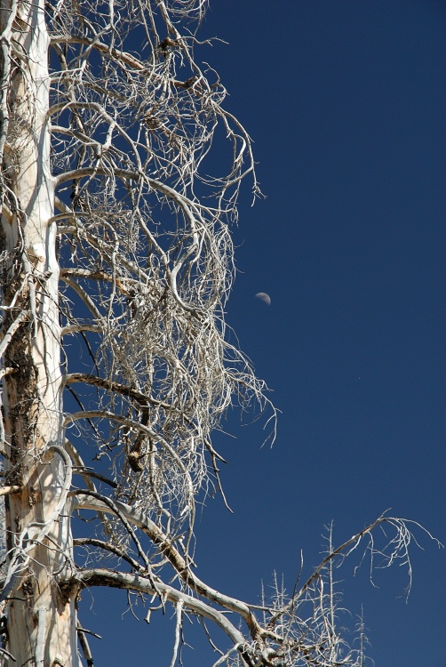 Dead pine and the moon near Rainbow Falls at Mammoth-1 8-1-06