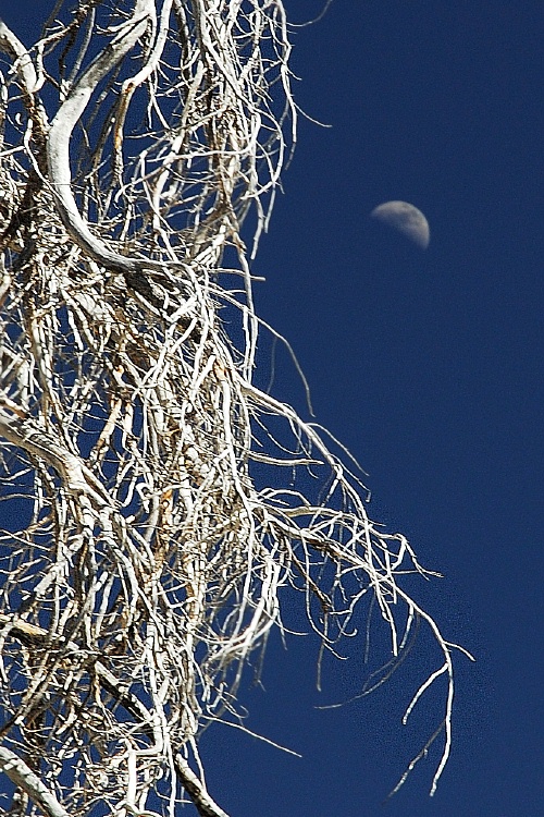 Dead pine and the moon near Rainbow Falls at Mammoth-1-2 8-1-06