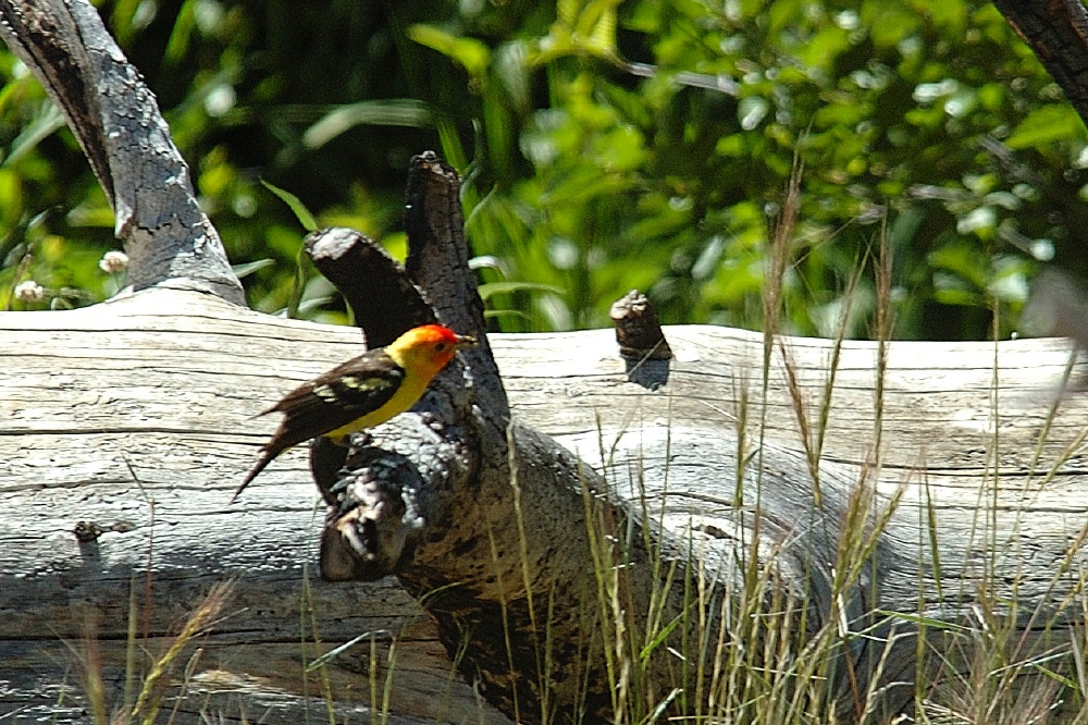 Western Tanager near Devils Postpile at Mammoth-2 8-1-06