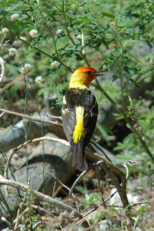 Western Tanager near Devils Postpile at Mammoth-4 8-1-06