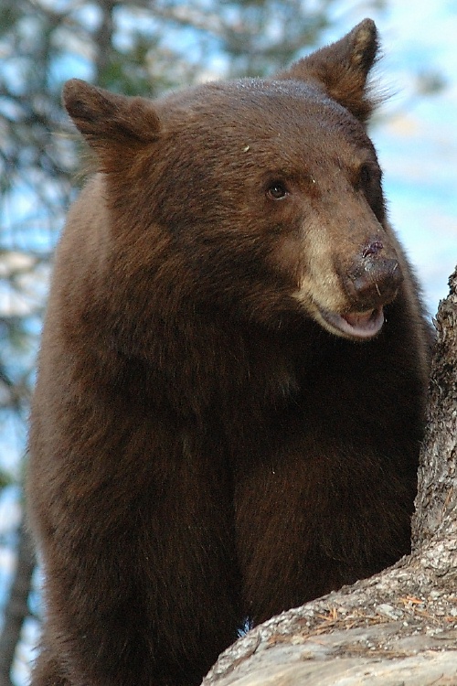 Brown Black Bear at Lake Mary at Mammoth-5-2 7-31-06