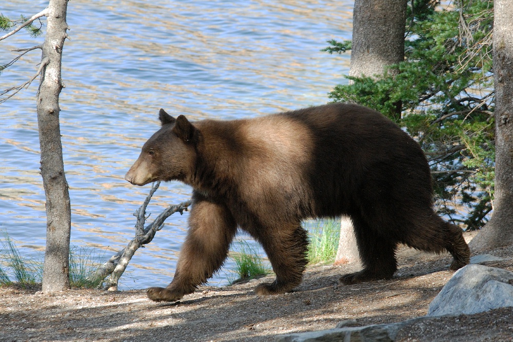 Black Bear at Lake Mary at Mammoth-1 7-31-06