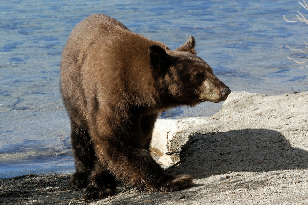 Black Bear at Lake Mary at Mammoth-3 7-31-06