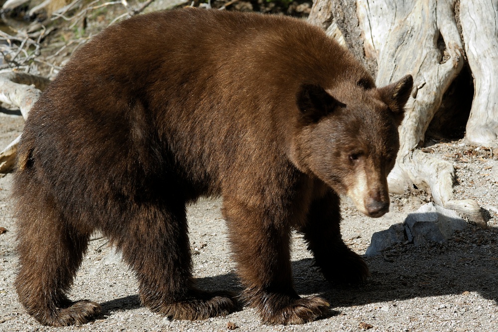 Black Bear at Lake Mary at Mammoth-7 7-31-06