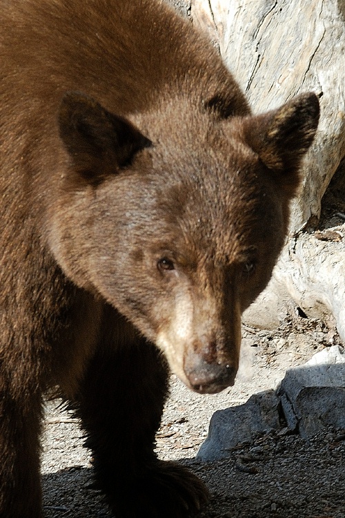 Black Bear at Lake Mary at Mammoth-5 7-31-06