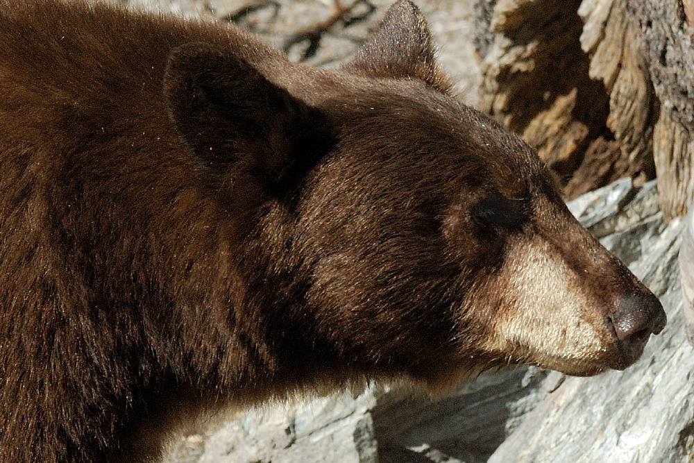 Black Bear at Lake Mary at Mammoth-4 7-31-06