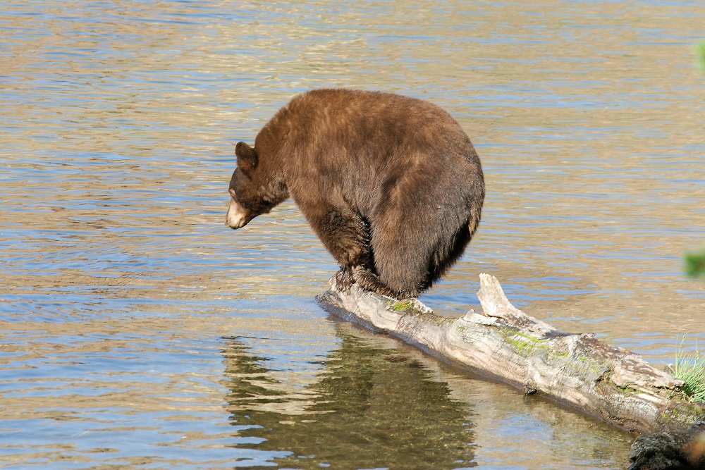 Black Bear on log in Lake Mary at Mammoth-5 7-31-06