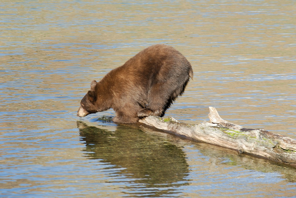 Black Bear diving into Lake Mary at Mammoth-1 7-31-06