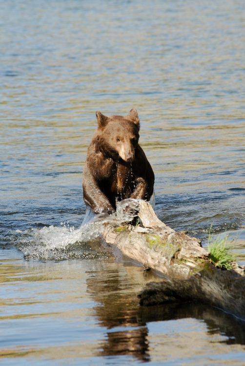 Black Bear jumping out of Lake Mary at Mammoth-3 7-31-06