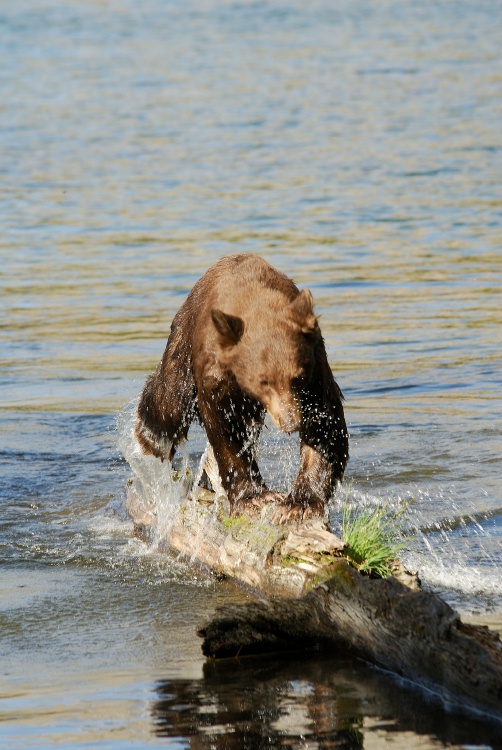 Black Bear jumping out of Lake Mary at Mammoth-5 7-31-06