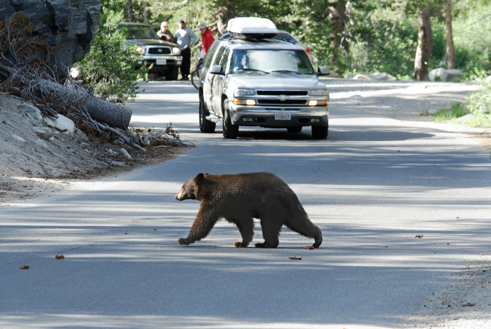 Black Bear crossing road at Lake Mary at Mammoth-2 7-31-06