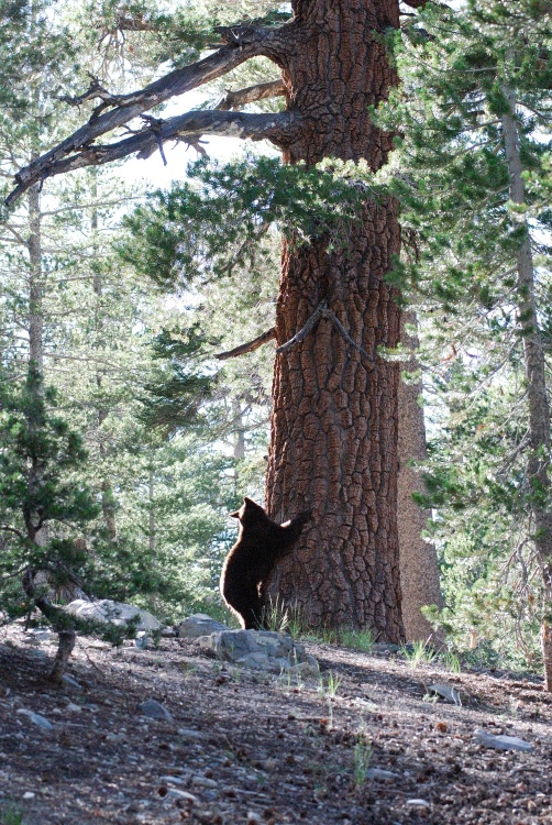 Black Bear in tree near Lake Mary at Mammoth-21 7-31-06