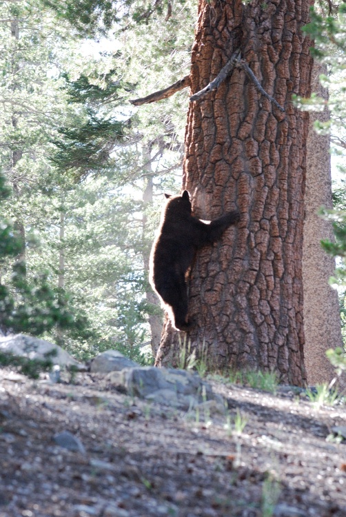 Black Bear in tree near Lake Mary at Mammoth-19 7-31-06