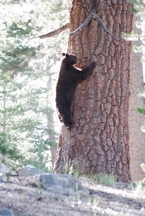 Black Bear in tree near Lake Mary at Mammoth-18 7-31-06