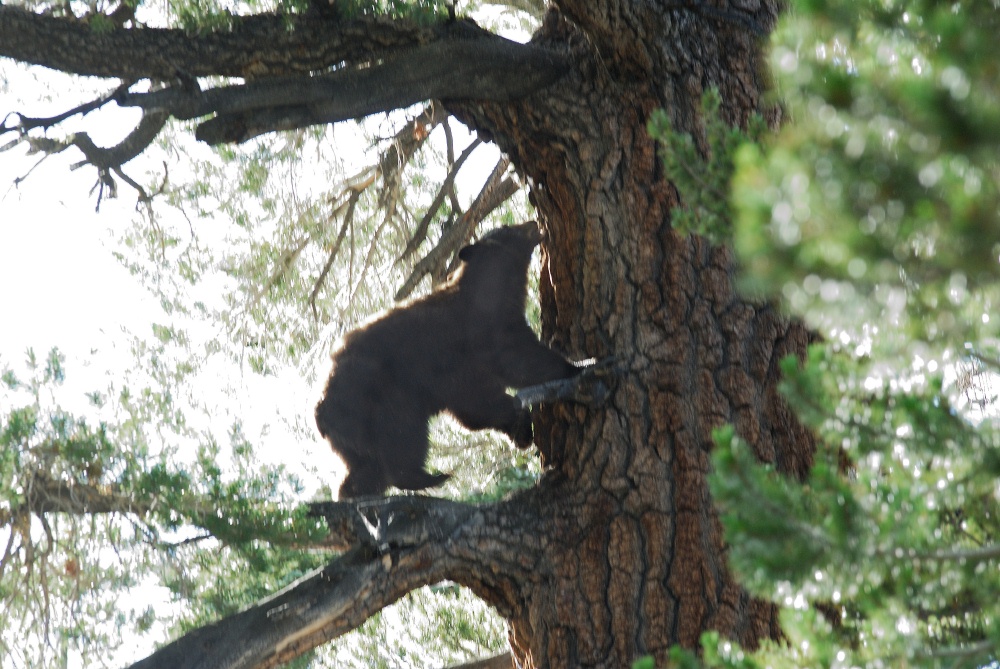 Black Bear in tree near Lake Mary at Mammoth-1 7-31-06