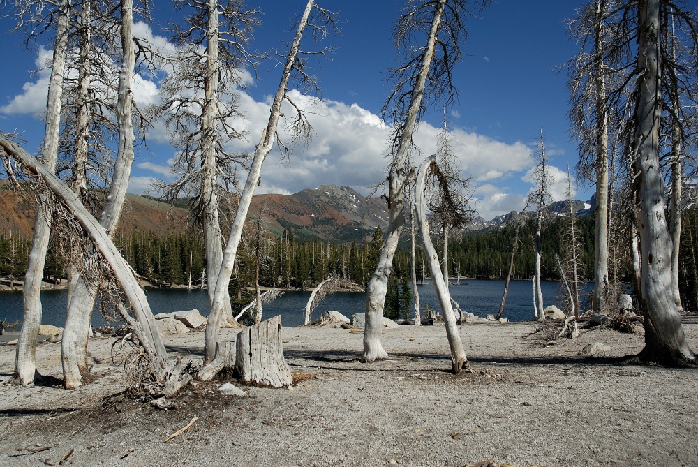 Trees killed by CO2 at Horseshoe Lake at Mammoth 8-2-06