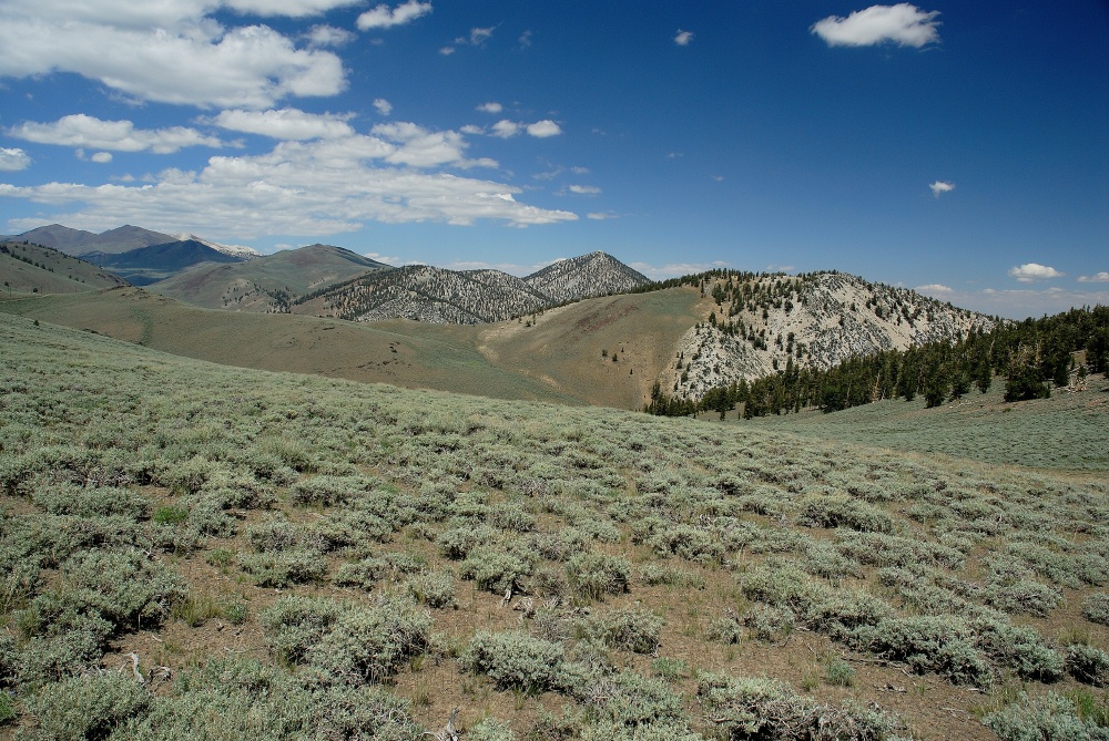 Bristlecone Pine forest in White Mountains 8-3-06