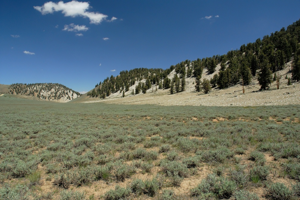 Bristlecone forest in the White Mountains-1 8-3-06