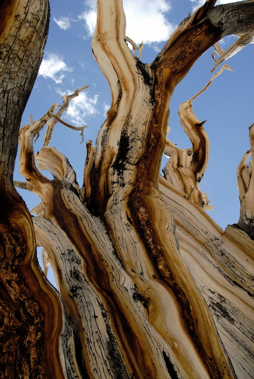 Dead Bristlecone pine at Patriarch Grove in White Mountains-9 8-3-06