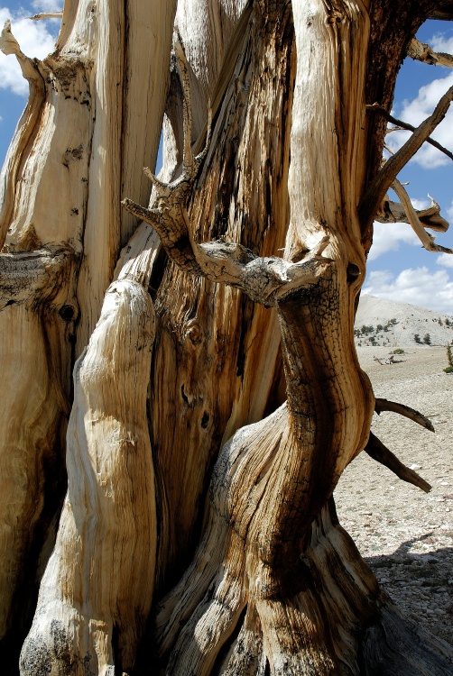 Dead Bristlecone pine at Patriarch Grove in White Mountains-8 8-3-06