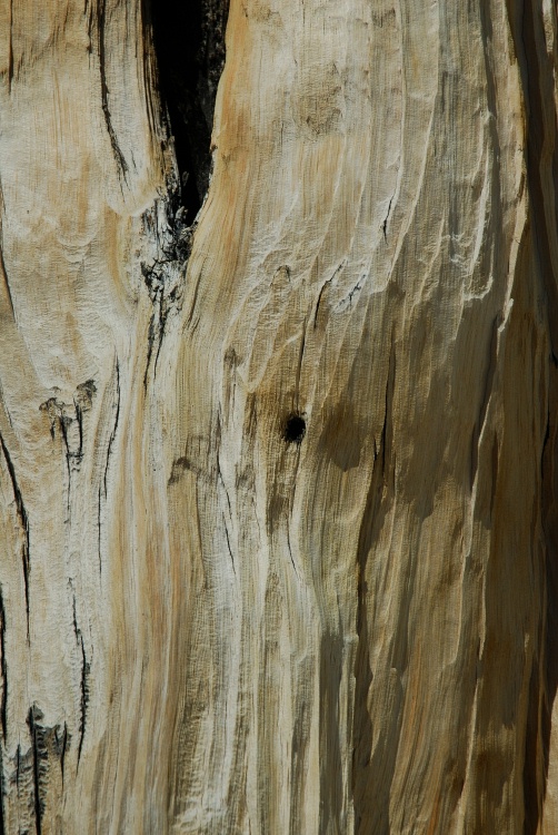 Dead Bristlecone pine at Patriarch Grove in White Mountains-7 8-3-06