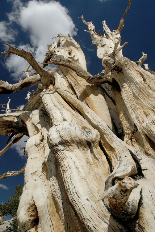 Dead Bristlecone pine at Patriarch Grove in White Mountains-5 8-3-06