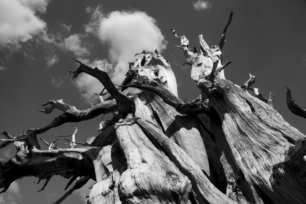 Dead Bristlecone pine at Patriarch Grove in White Mountains-4bw 8-3-06