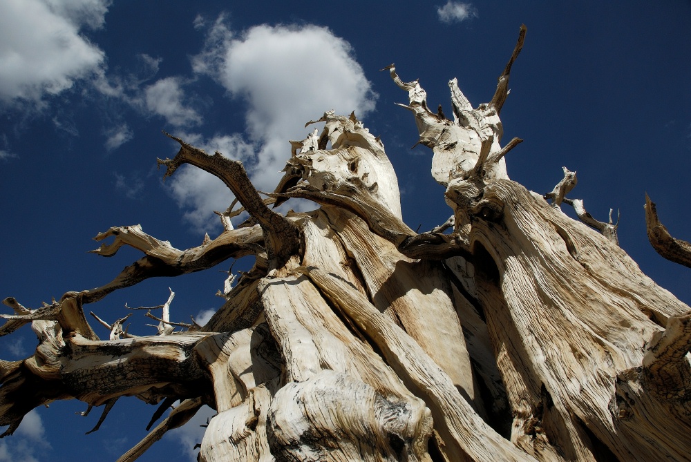 Dead Bristlecone pine at Patriarch Grove in White Mountains-4 8-3-06