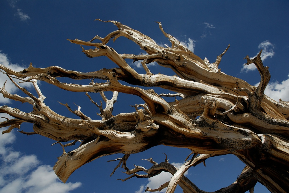 Dead Bristlecone pine at Patriarch Grove in White Mountains-3 8-3-06