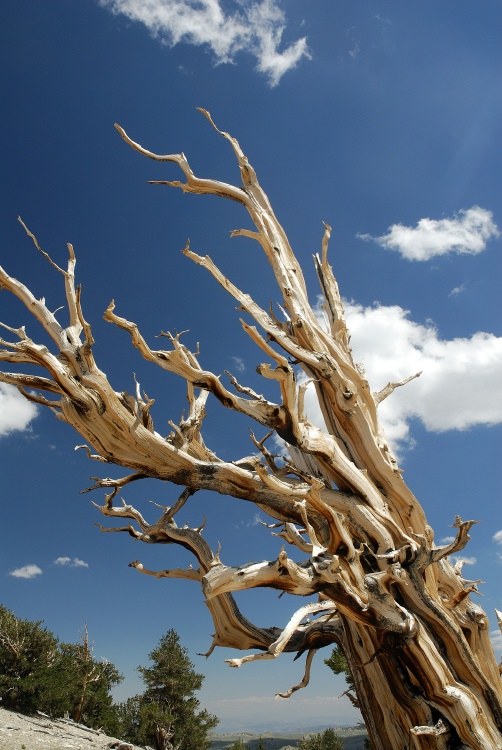 Dead Bristlecone pine at Patriarch Grove in White Mountains-2 8-3-06