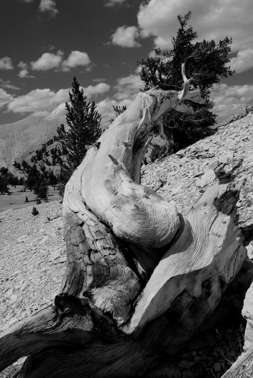 Dead Bristlecone pine at Patriarch grove in the White Mountains-1bw 8-3-06