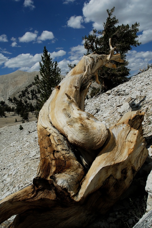 Dead Bristlecone pine at Patriarch grove in the White Mountains-1 8-3-06