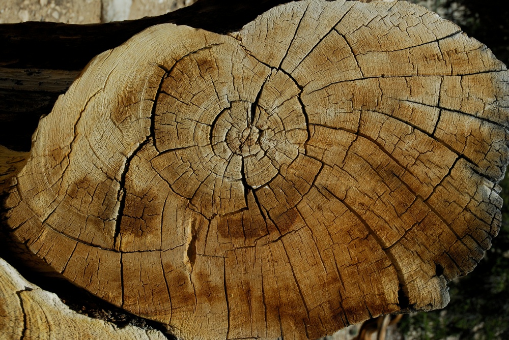 Cross section of Bristlecone Pine in White Mountains 8-3-06