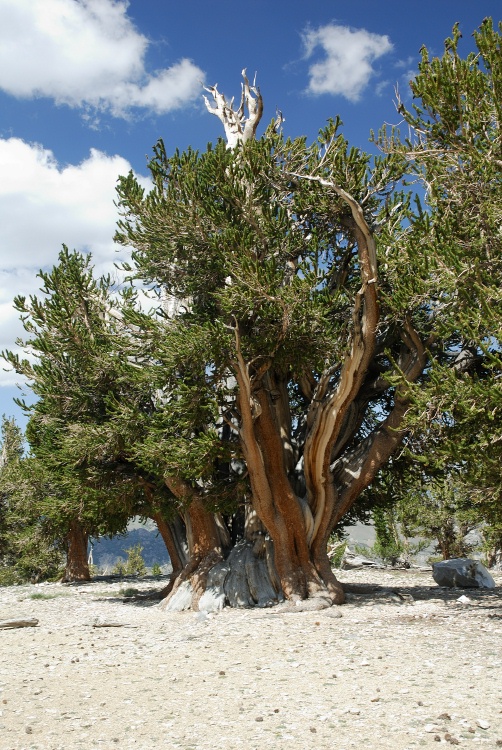 Bristlecone pines at Patriarch Grove in White Mountains-7 8-3-06