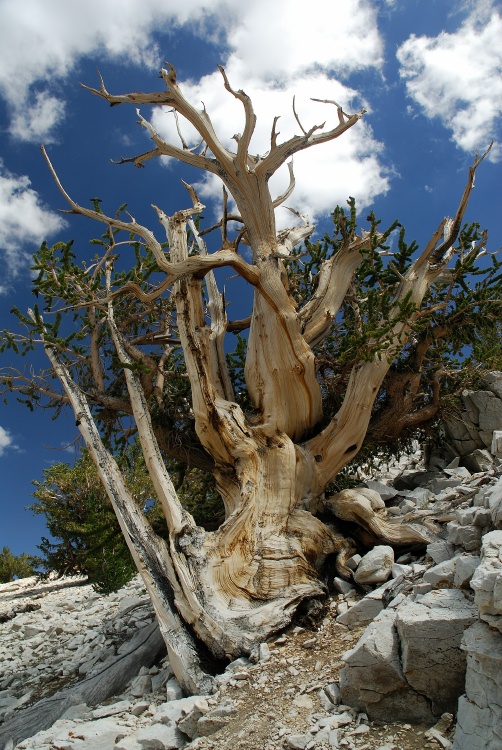 Bristlecone pines at Patriarch Grove in White Mountains-6 8-3-06